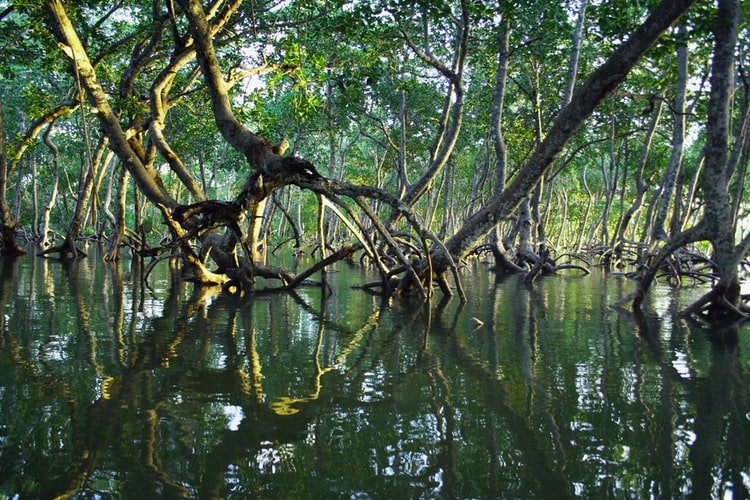 mangroves