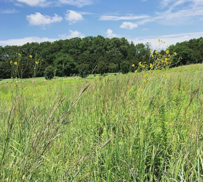 a green field with a blue sky full of clouds