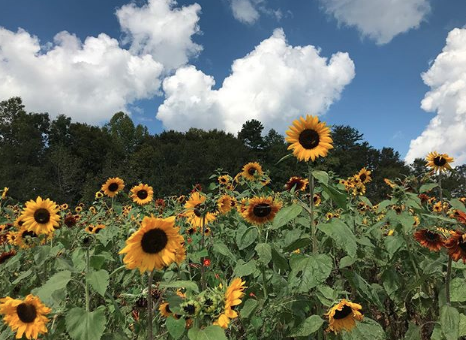 sunflowers against a blue sky